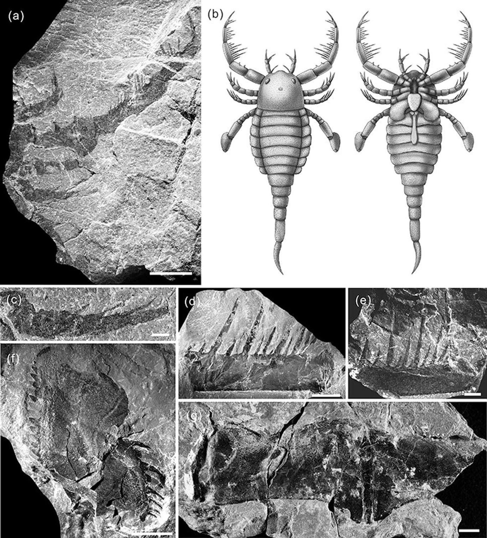 Restos fossilizados de antigo crustáceo Terropterus xiushanensis - Sputnik Brasil, 1920, 09.11.2021