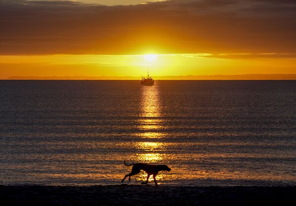 Cachorro corre em uma praia ao nascer do Sol ao longo da costa do mar Báltico em Haffkrug, no norte da Alemanha. - Sputnik Brasil