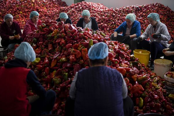 Mulheres preparam pimentos vermelhos para fazer molho tradicional Ajvar na cooperativa agrícola Krusha, no Kosovo. - Sputnik Brasil