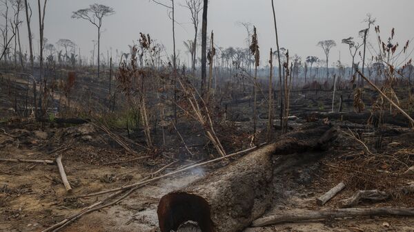 Desmatamento no município de Apuí, no sul do Amazonas, 27 de outubro de 2021 - Sputnik Brasil
