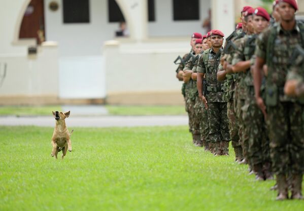 Cachorro ladra a um drone durante cerimônia de graduação no 76º aniversário da Brigada de 
Infantaria Paraquedista no Rio de Janeiro, 26 de novembro de 2021    - Sputnik Brasil