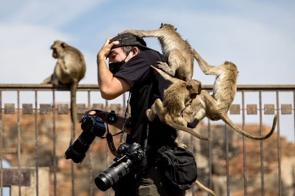 Macacos brincam com fotógrafo no templo Phra Prang Sam Yod, durante festival na província de Lopburi, norte de Bangkok, 28 de novembro de 2021 - Sputnik Brasil