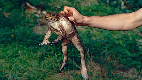 O sapo-cururu (Rhinella marina) é um dos maiores e mais venenosos, pois as toxinas que segregam são potencialmente mortais - Sputnik Brasil