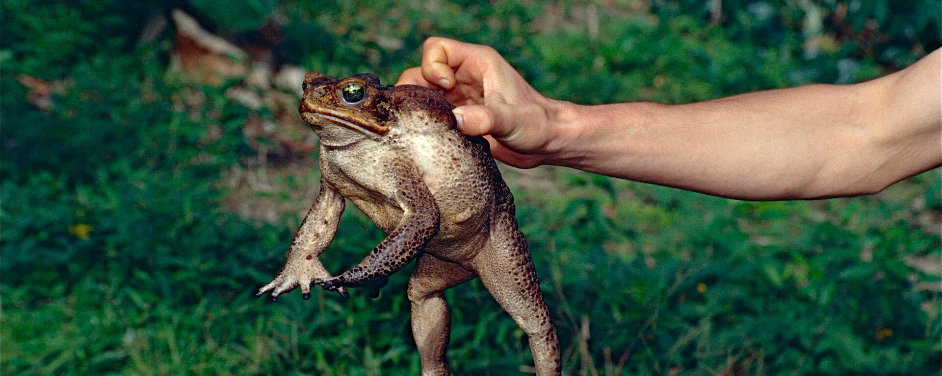 O sapo-cururu (Rhinella marina) é um dos maiores e mais venenosos, pois as toxinas que segregam são potencialmente mortais - Sputnik Brasil, 1920, 09.12.2021