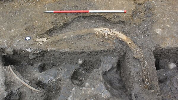 Uma equipe de arqueólogos descobriu restos de pelo menos cinco mamutes peludos e ferramentas de pedra feitas por neandertais em uma pedreira de Swindon, aproximadamente 90 quilômetros a oeste de Londres - Sputnik Brasil