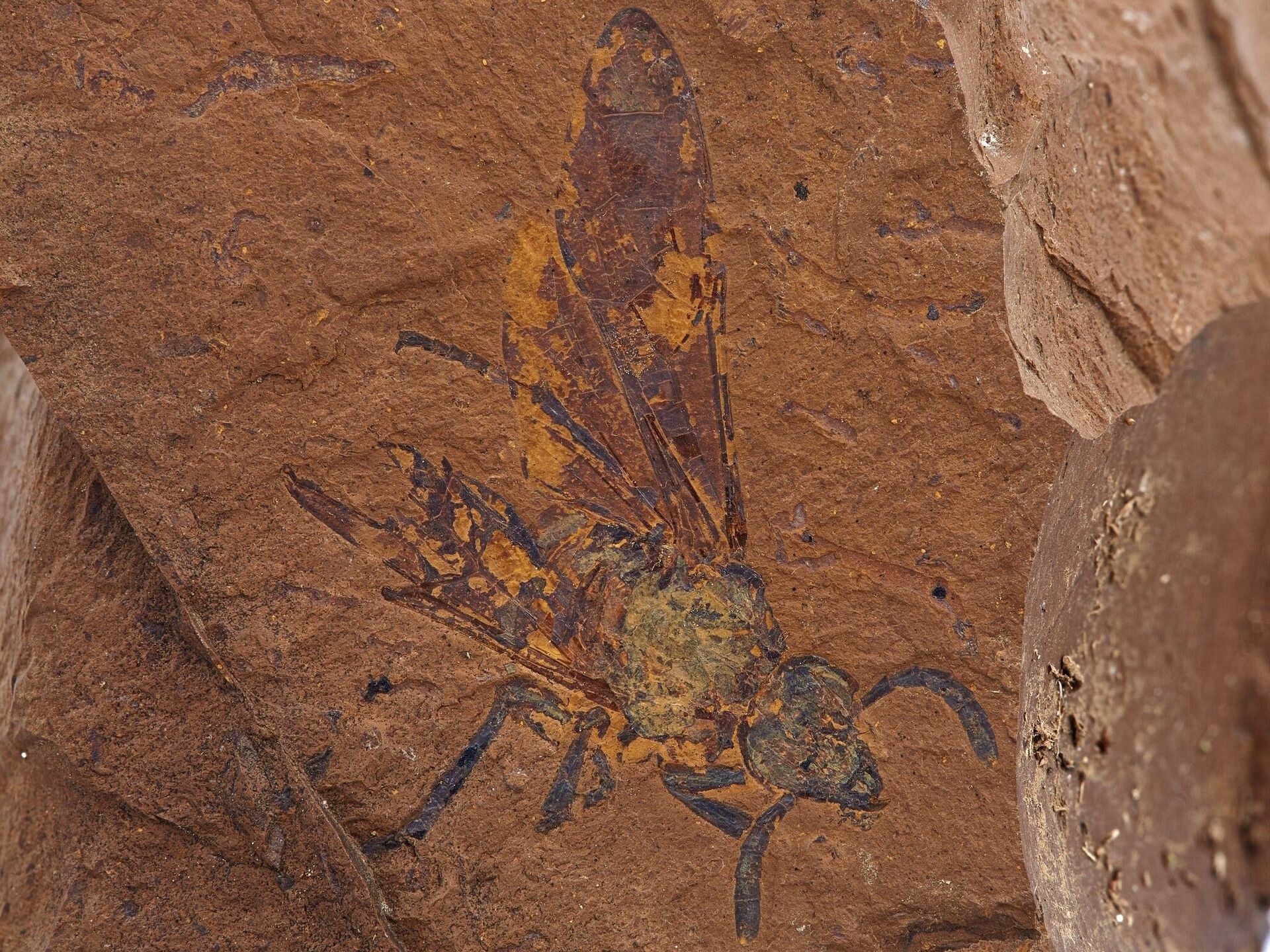 Uma mosca fossilizada na rocha - Sputnik Brasil, 1920, 11.01.2022