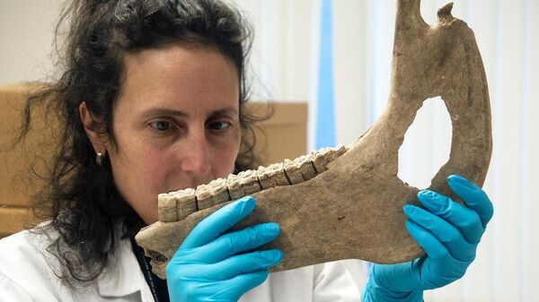 Pesquisadora da Universidade de Exeter analisa osso de cavalo encontrado na Inglaterra - Sputnik Brasil