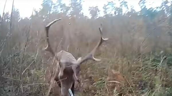Caçador se torna presa: cervo irrompe e atinge homem no rosto na Polônia
 - Sputnik Brasil