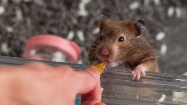 Hamsters de estimação vão ter de ser entregues às autoridades em Hong Kong - Sputnik Brasil