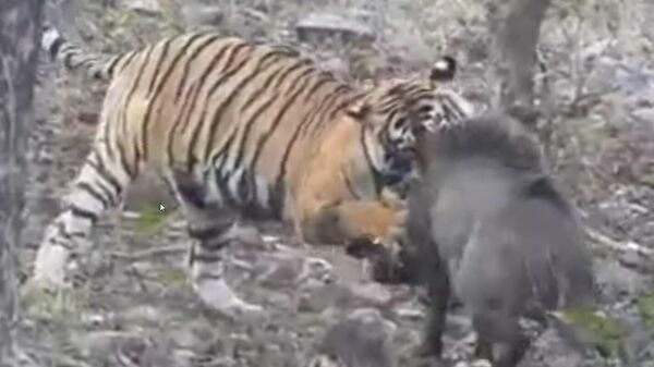 Enorme tigre captura e luta com javali em parque nacional na Índia  - Sputnik Brasil