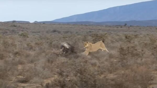 Leoa persegue hiena na savana - Sputnik Brasil