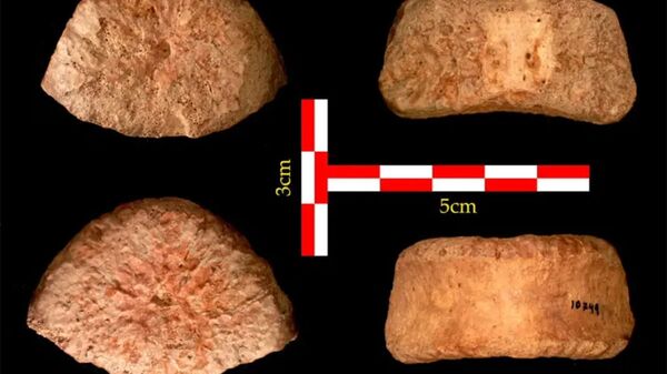 Todos os ângulos da vértebra de 1,5 milhão de anos encontrada em Israel - Sputnik Brasil
