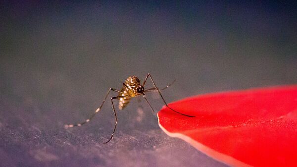 Pesquisa aponta que os mosquitos da espécie Aedes aegypti são mais atraídos pela cor vermelha - Sputnik Brasil
