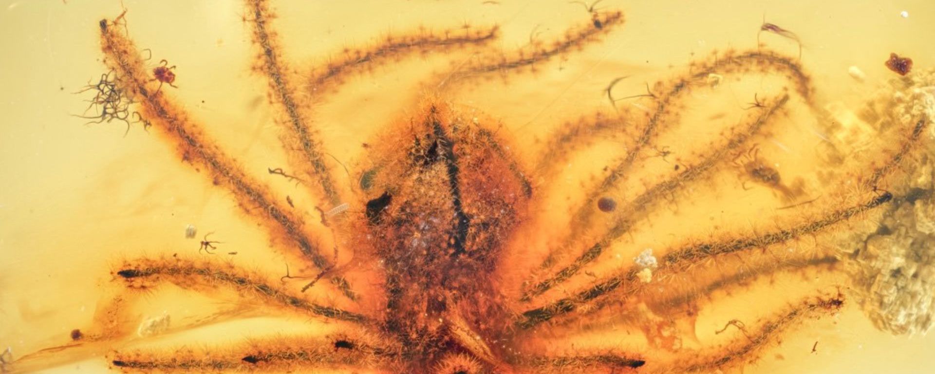 Eophylica priscatellata, uma das duas flores descobertas perfeitamente preservadas em âmbar
Eophylica priscatellata, uma das duas flores descobertas perfeitamente preservadas em âmbar
- Sputnik Brasil, 1920, 07.02.2022
