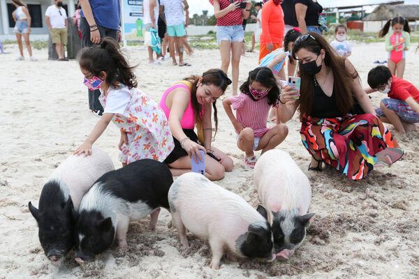 Pessoas tiram fotos de porcos vietnamitas na Praia dos Porcos em Progreso, Iucatã, México, 12 de fevereiro de 2022 - Sputnik Brasil