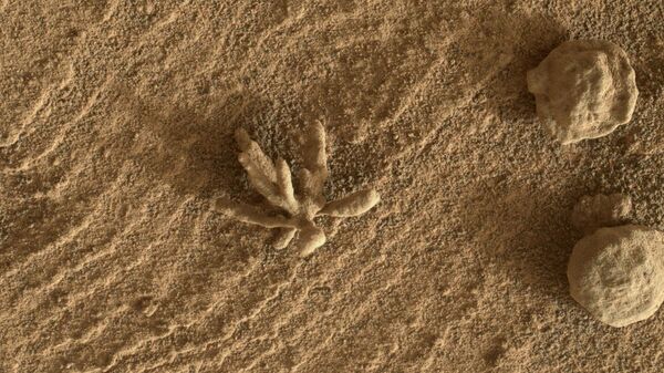 Esta imagem da câmera MAHLI no rover Curiosity Mars da NASA mostra artefatos rochosos esféricos e outro semelhante a uma flor na superfície da cratera Gale em Marte - Sputnik Brasil