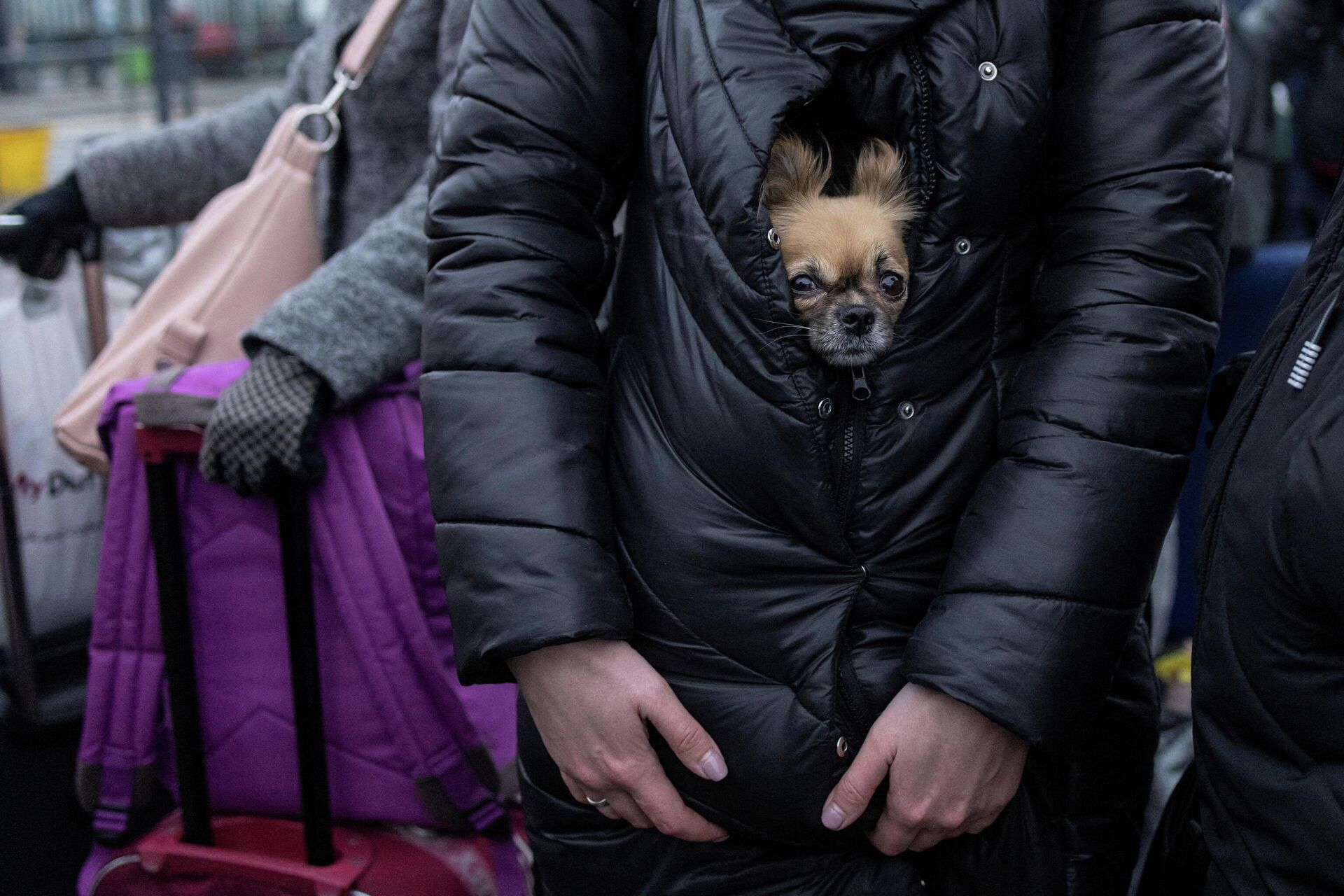 Refugiada segura cachorro na fila para trem à Polônia na estação ferroviária em Lvov, Ucrânia, 7 de março de 2022 - Sputnik Brasil, 1920, 08.03.2022
