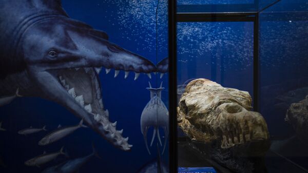 Crânio de basilosaurus em exibição na cidade de Lima, no Peru - Sputnik Brasil