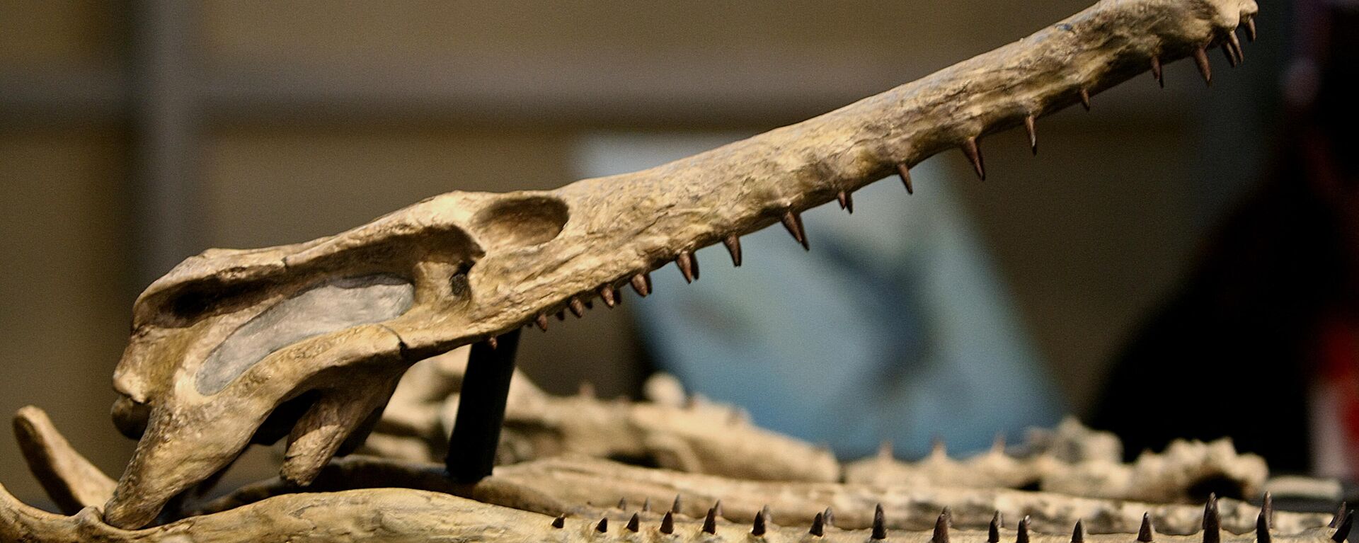 Réplica de um crocodiliforme de 62 milhões de anos é apresentada à imprensa no Museu Nacional, no Rio de Janeiro, Brasil, em 26 de março de 2008. - Sputnik Brasil, 1920, 22.03.2022