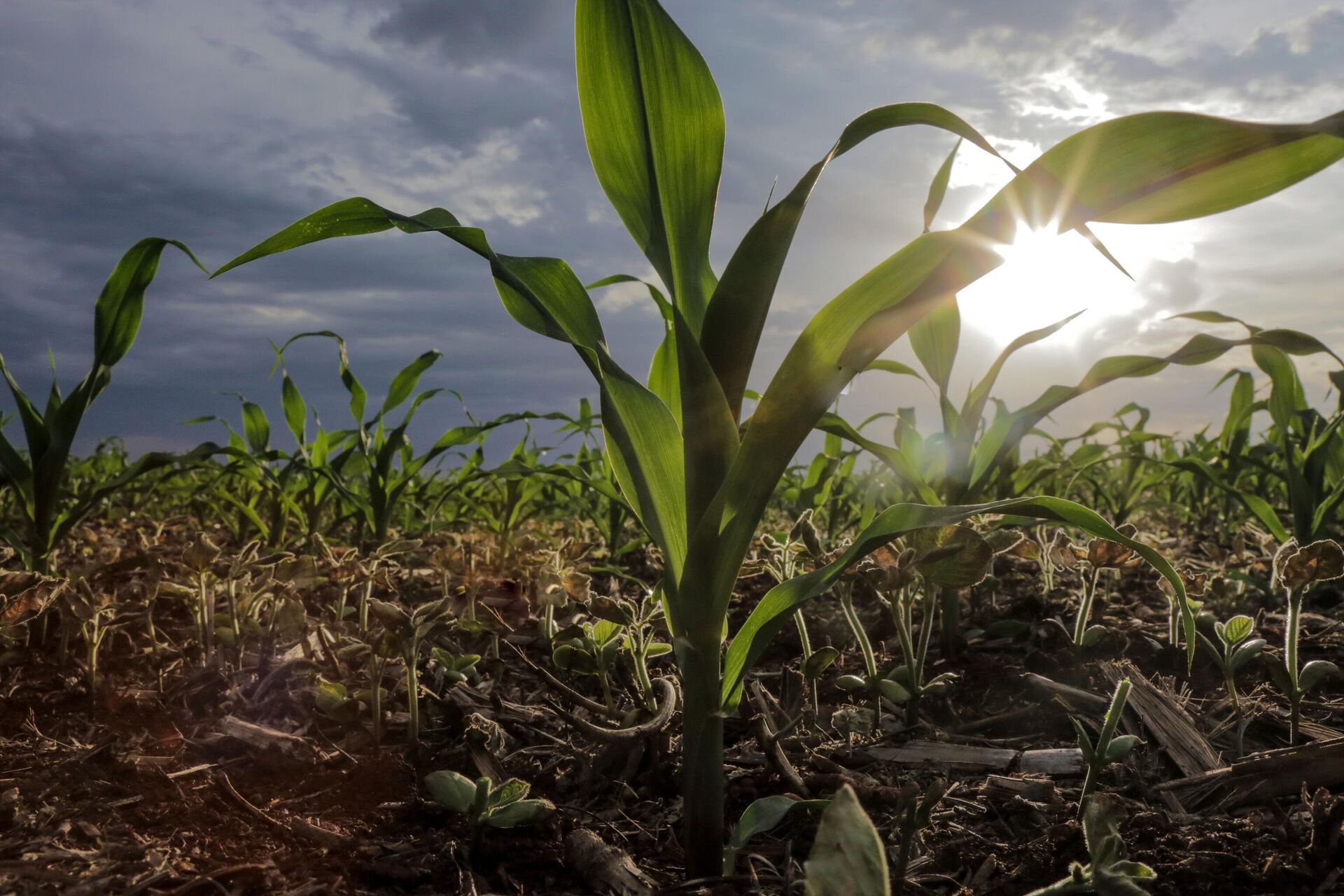 Na foto, plantação de milho em propriedade rural - Sputnik Brasil, 1920, 31.03.2022