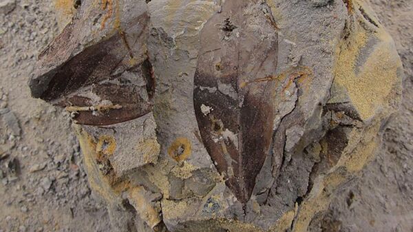Folhas fósseis de Brunei Darussalam mostram dominância de dipterocarpos em Bornéu no período Plioceno - Sputnik Brasil