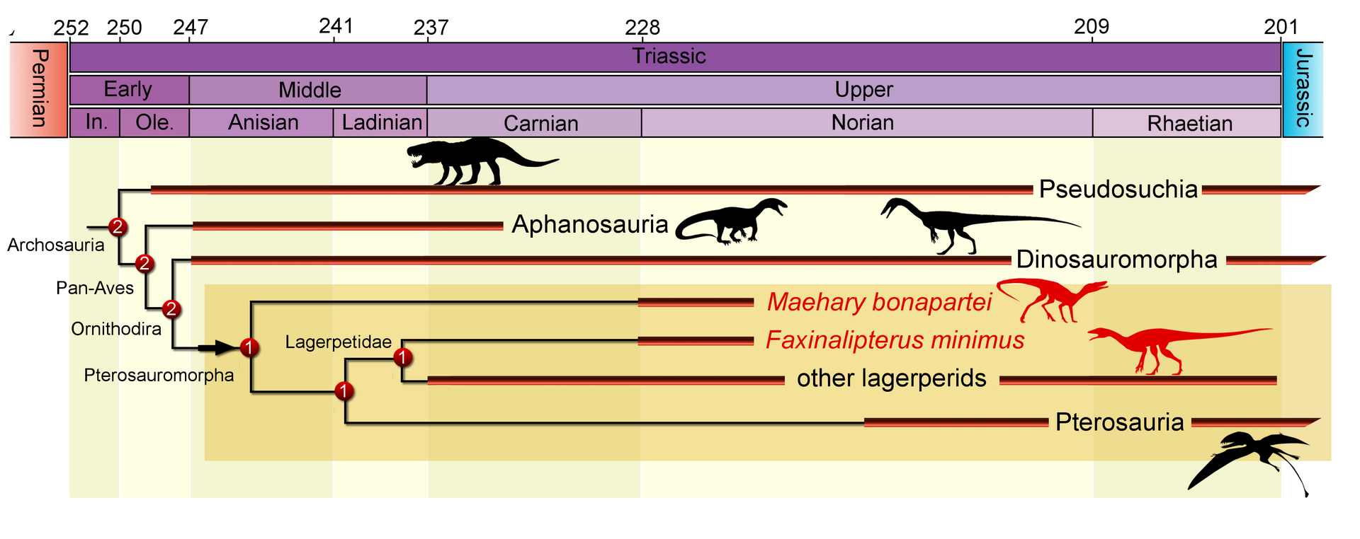 Relação de parentesco envolvendo répteis basais, com destaque para o grupo que incluem os dinossauros (Dinosauromorpha) e o grupo inclui os pterossauros (Pterosauromorpha). Note que esse último engloba o Maehary, como mais basal de Pterosauromorpha, seguido dos lagerpetídeos, onde Faxinalipterus foi classificado, e dos pterossauros - Sputnik Brasil, 1920, 13.05.2022