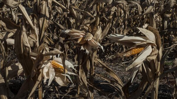 Colheita de milho sofre perdas devido a geadas na cidade de Toledo, no Paraná, em 20 de agosto de 2021 - Sputnik Brasil