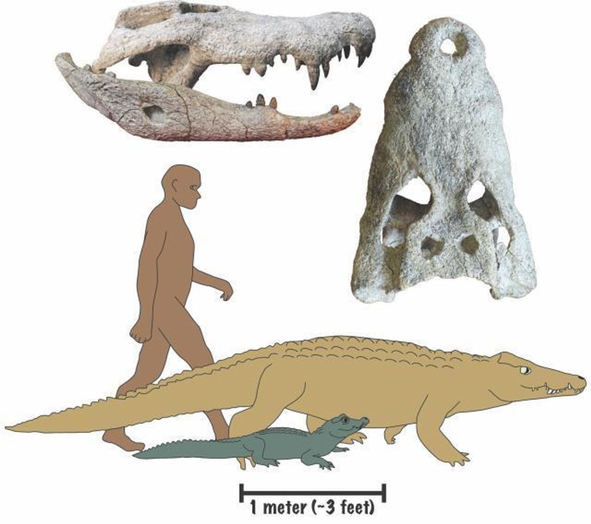 Uma equipe internacional de pesquisadores anunciou a identificação de duas novas espécies de crocodilos gigantes, denominadas como 'Kinyang mabokoensis' e 'Kinyang tchernovi' - Sputnik Brasil, 1920, 20.06.2022