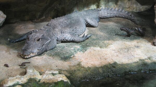 Crocodilo anão em aquário de Paris, França - Sputnik Brasil