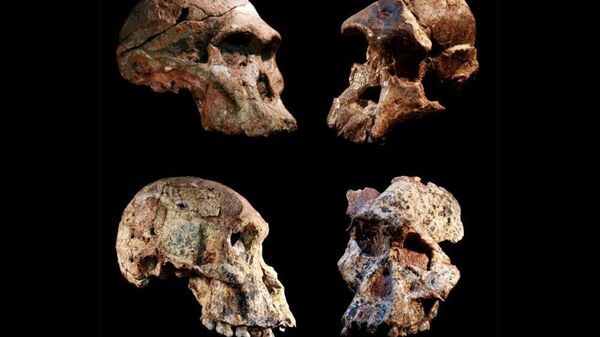 Quatro diferentes crânios de Australopithecus que foram encontrados nas cavernas de Sterkfontein, África do Sul - Sputnik Brasil
