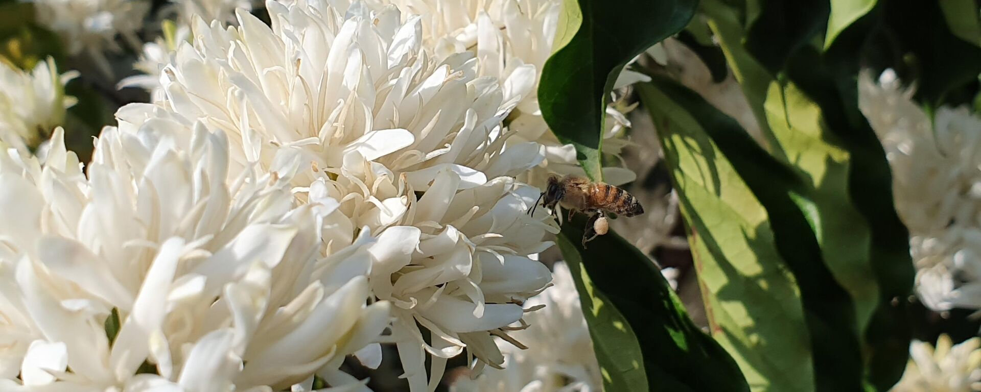 Abelha coletando pólen em flores de café - Sputnik Brasil, 1920, 26.07.2022