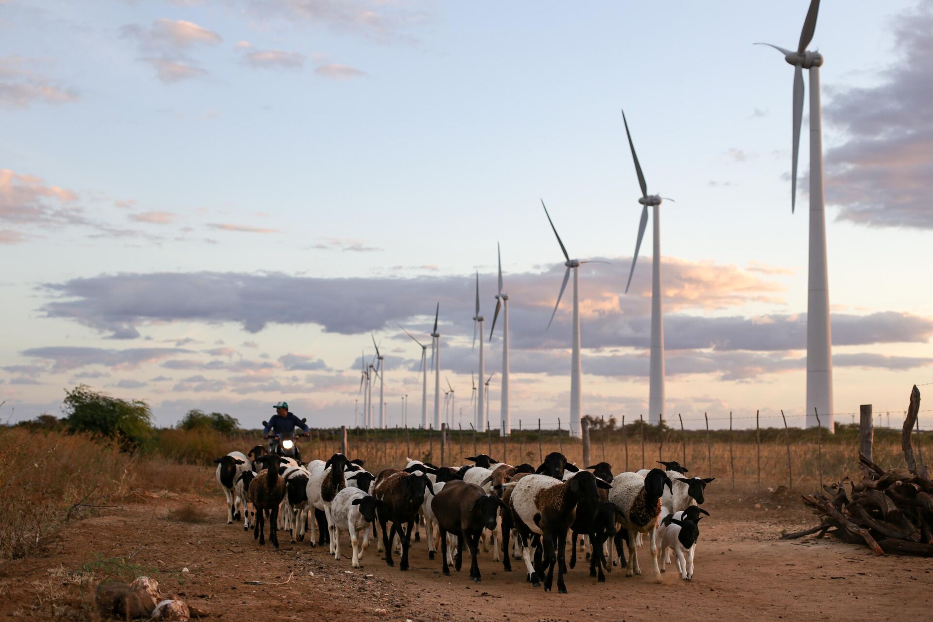 Rebanho de caprinos passa ao lado das torres do Parque Eólico de Casa Nova, no norte da Bahia, em 5 de agosto de 2019 - Sputnik Brasil, 1920, 09.08.2022