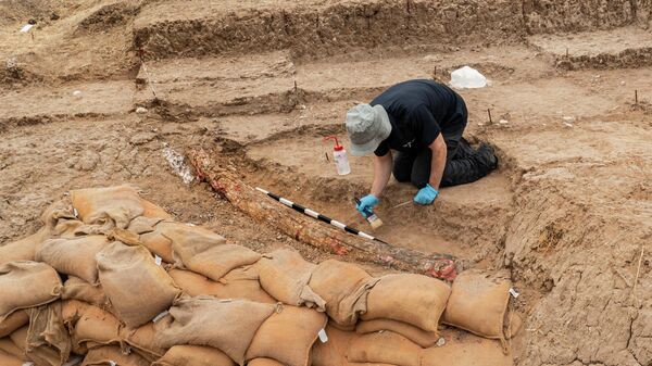 Uma equipe de arqueólogos israelenses encontrou uma presa de elefante de 2,6 metros de comprimento e aproximadamente 500 mil anos - Sputnik Brasil