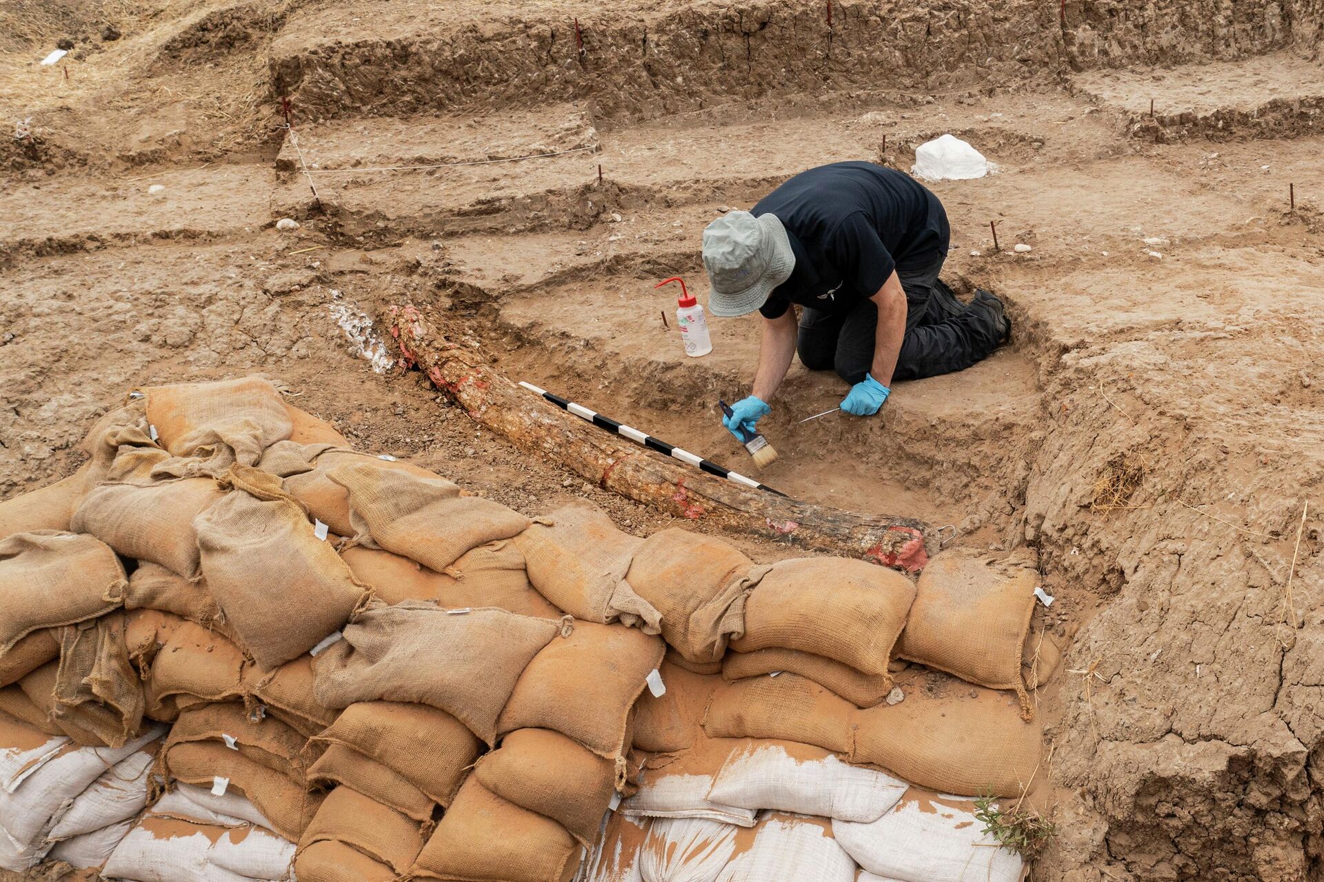 Uma equipe de arqueólogos israelenses encontrou uma presa de elefante de 2,6 metros de comprimento e aproximadamente 500 mil anos - Sputnik Brasil, 1920, 01.09.2022