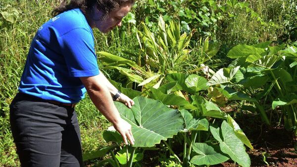 A produtora rural Silvia Pinheiro adotou o sistema agroflorestal em sua propriedade - Sputnik Brasil