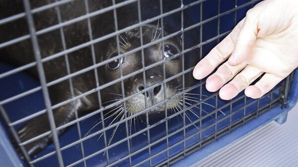 O técnico veterinário sênior do Zoológico do Central Park, Berni Leahy, toca a gaiola de uma foca macho - Sputnik Brasil