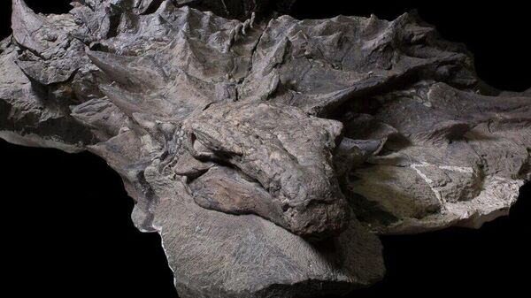 Arqueólogos do Canadá encontraram em uma colina o que eles acreditam ser uma múmia de dinossauro completa (imagem referencial) - Sputnik Brasil