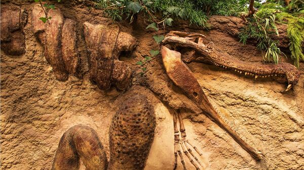 Fóssil de dinossauro (imagem referencial) - Sputnik Brasil