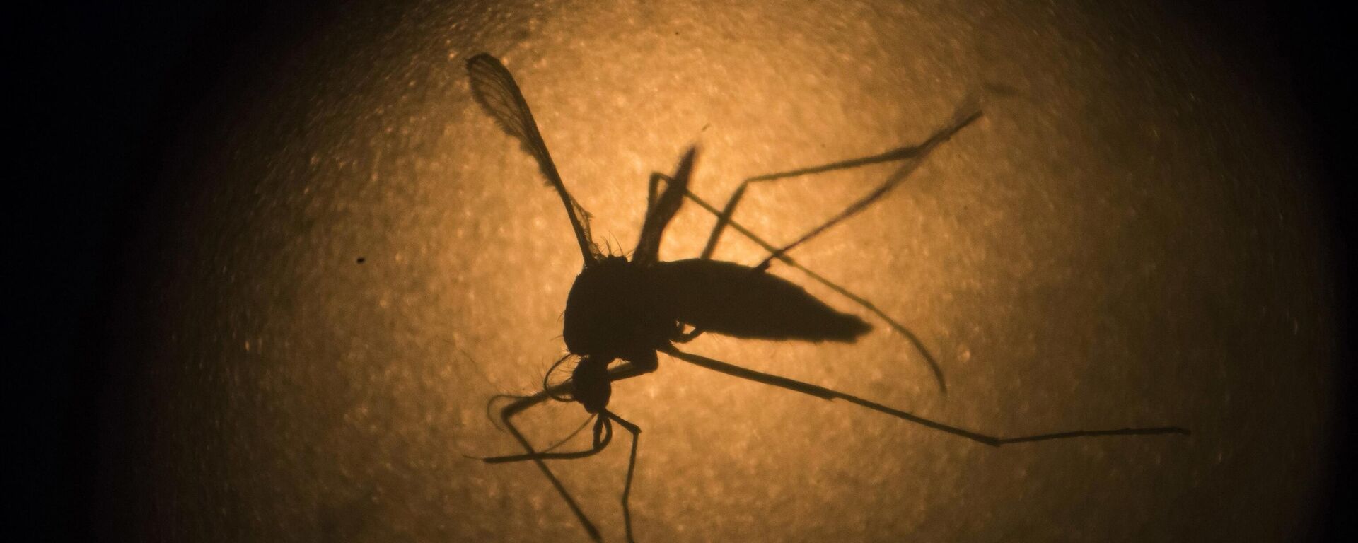 Mosquito Aedes aegypti, vetor do vírus da dengue, fotografado através de microscópio da Fundação Oswaldo Cruz (Fiocruz) - Sputnik Brasil, 1920, 19.03.2024