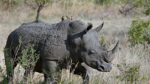 Rinoceronte (imagem referencial) - Sputnik Brasil