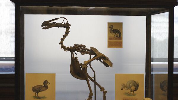 Esqueleto do pássaro Dodô - Sputnik Brasil