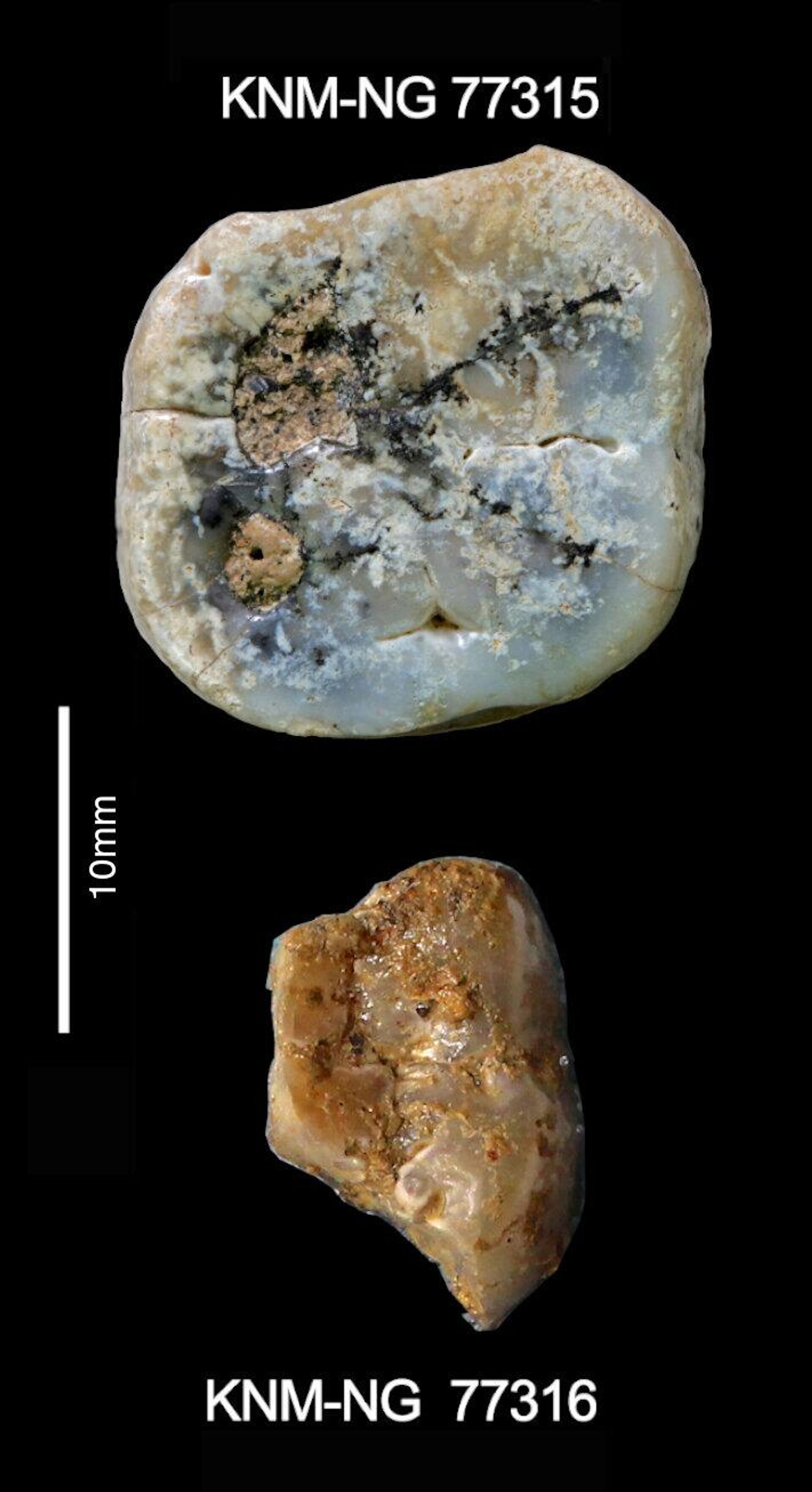 Foram encontrados dois dentes, sendo um molar superior e um inferior esquerdo, um fraturado ao meio e outro quase completo, de um Paranthropus, um primo distante dos humanos - Sputnik Brasil, 1920, 13.02.2023