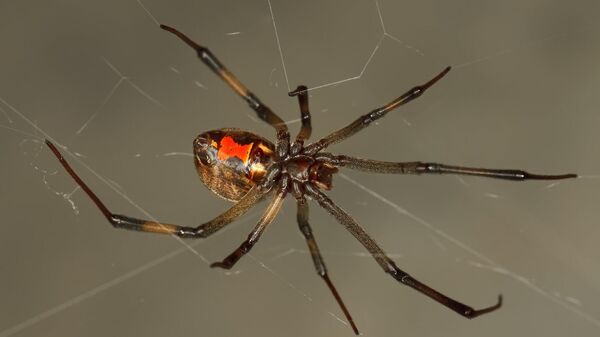 Espécie de aranha viúva-marrom (imagem de referência) - Sputnik Brasil
