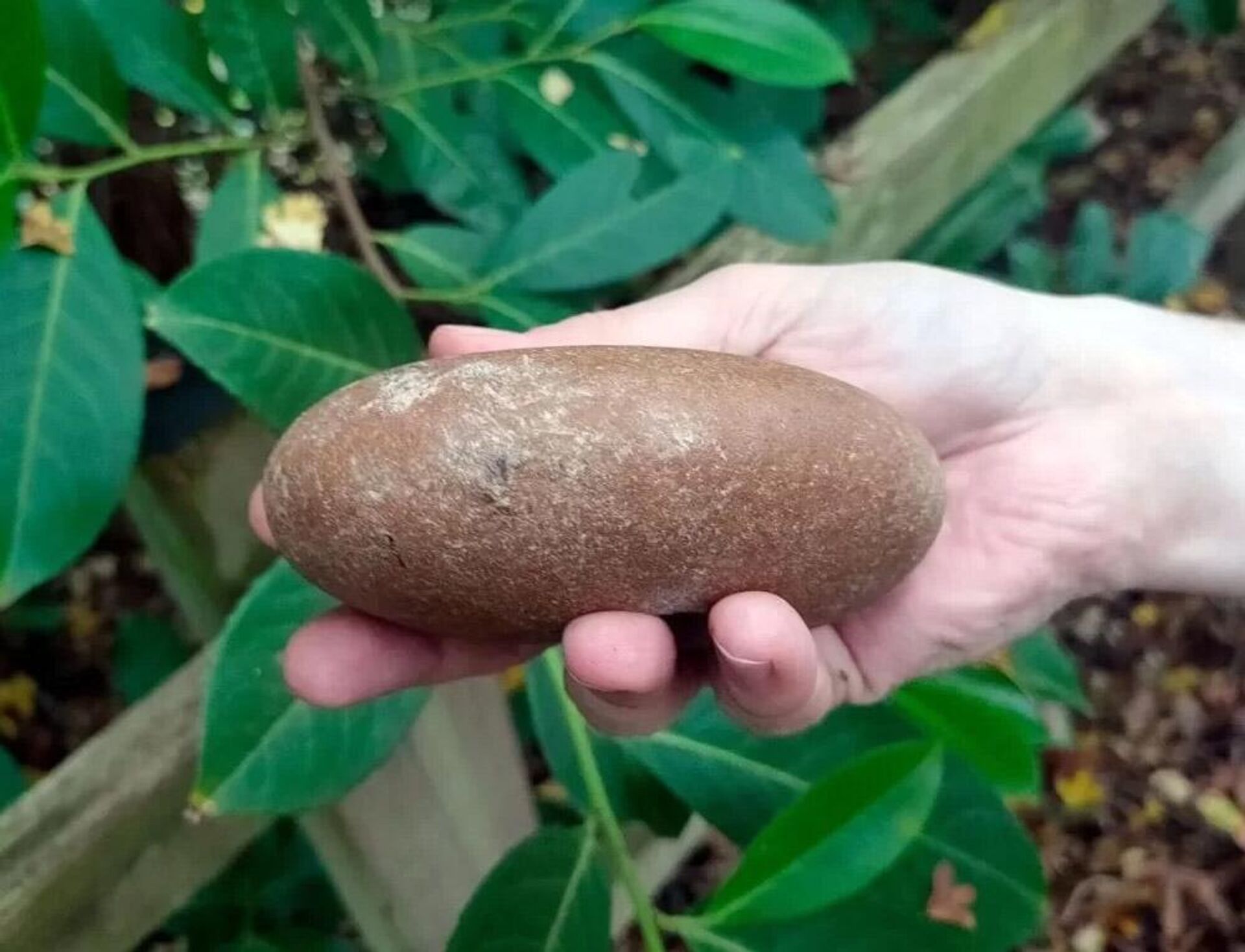 Cabeça de maça de pedra mesolítica encontrada durante a escavação de um local perto de Buckingham - Sputnik Brasil, 1920, 05.04.2023