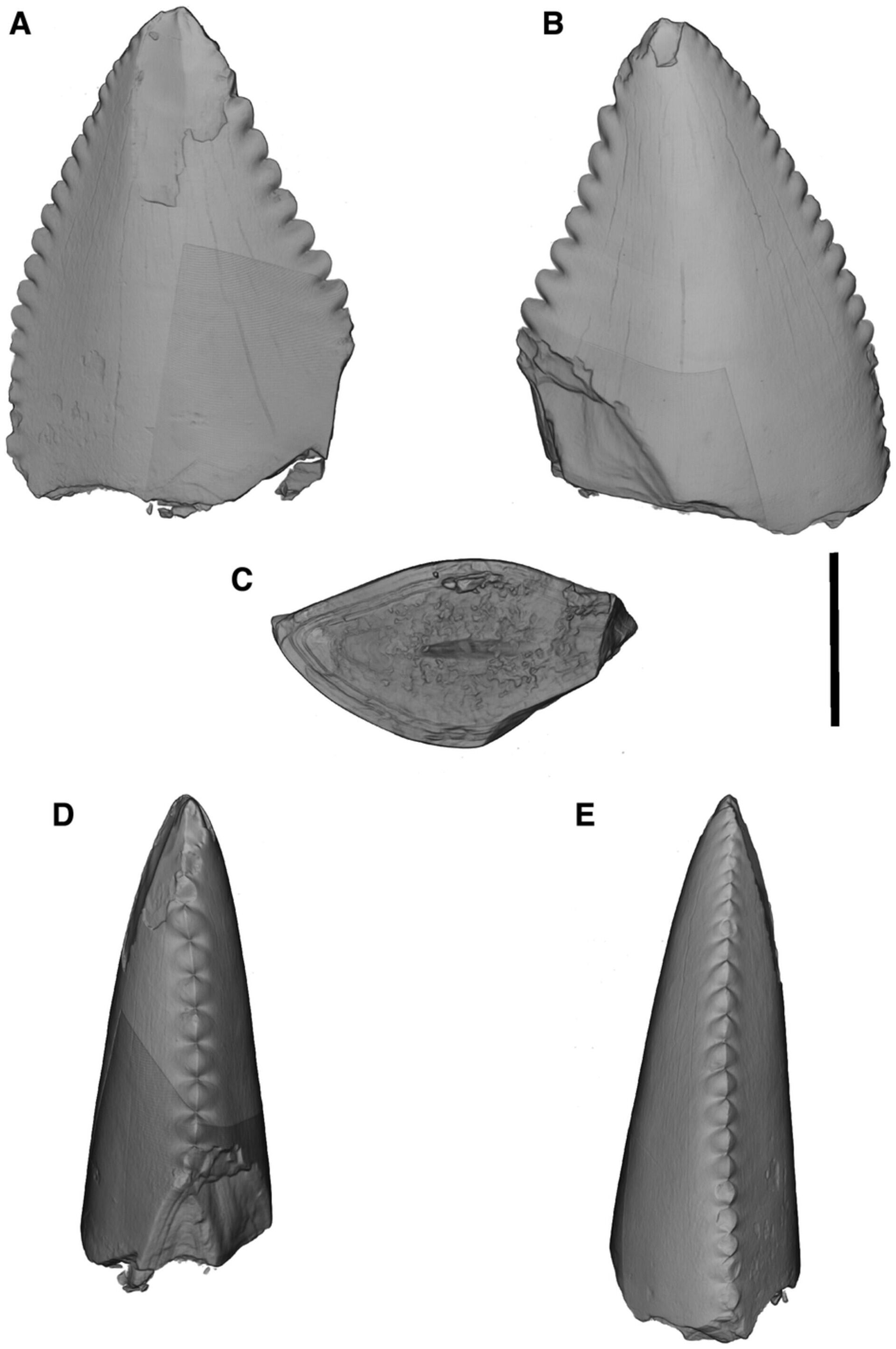 IA descobre fósseis de misteriosos dentes do dinossauro mais antigo do Reino Unido - Sputnik Brasil, 1920, 16.04.2023