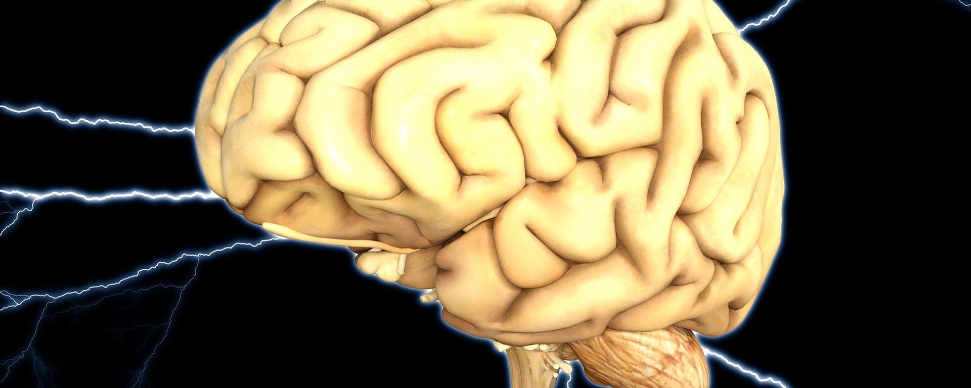 Cérebro humano (imagem de referência) - Sputnik Brasil, 1920, 21.04.2025