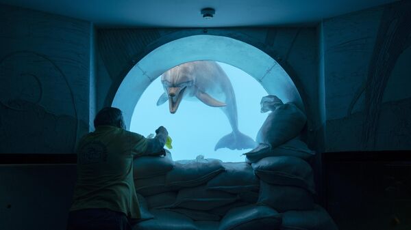 Yuri Voitenko brinca com um golfinho chamado Zeus através de uma janela de visualização subaquática, fortificada com sacos de areia, na piscina do delfinário Nemo em Carcóvia, Ucrânia, 21 de setembro de 2022. - Sputnik Brasil