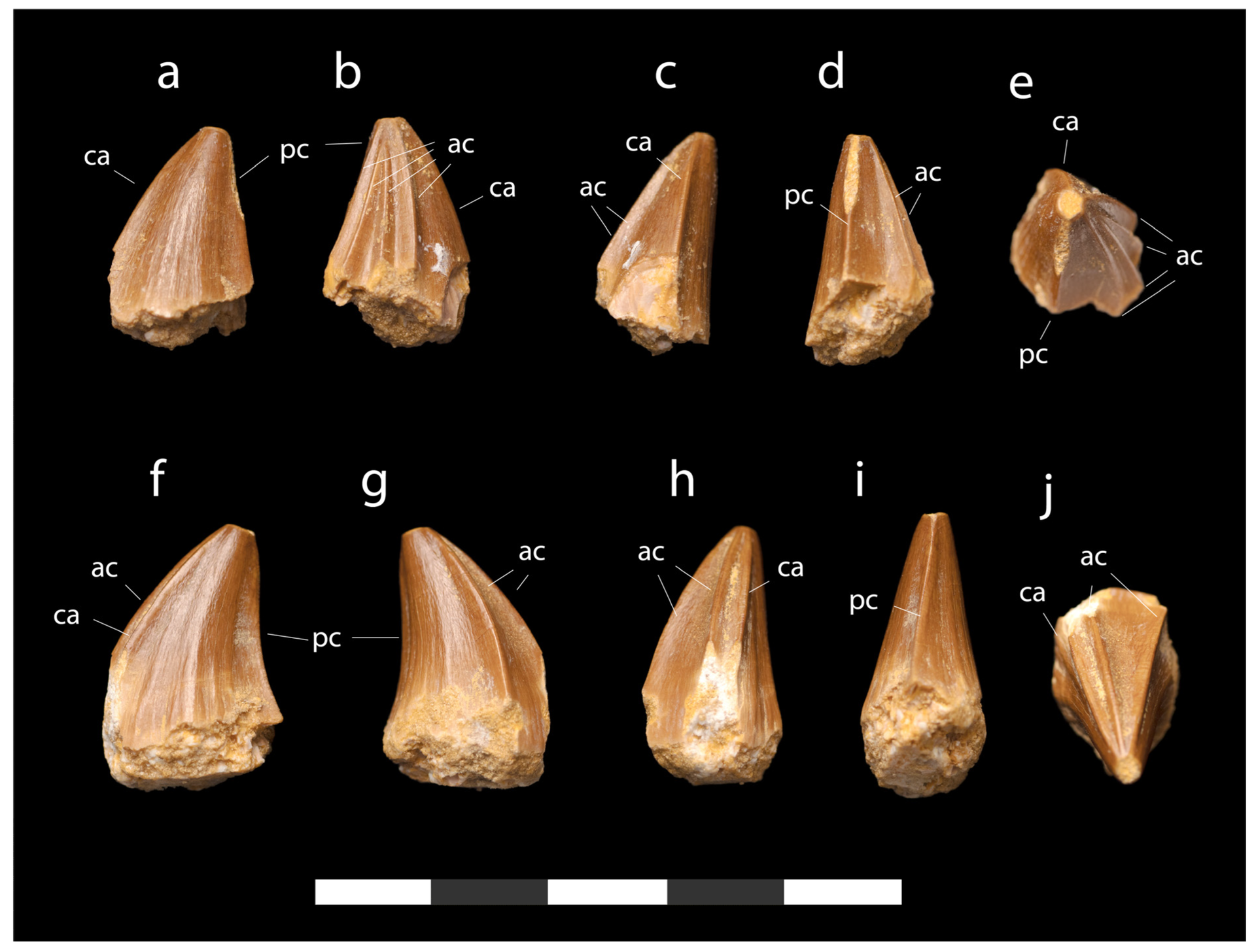 Os paleontólogos descobriram uma espécie extinta de mosassauro com dentes bizarros em forma de chave de fenda nunca visto antes - Sputnik Brasil, 1920, 21.05.2023