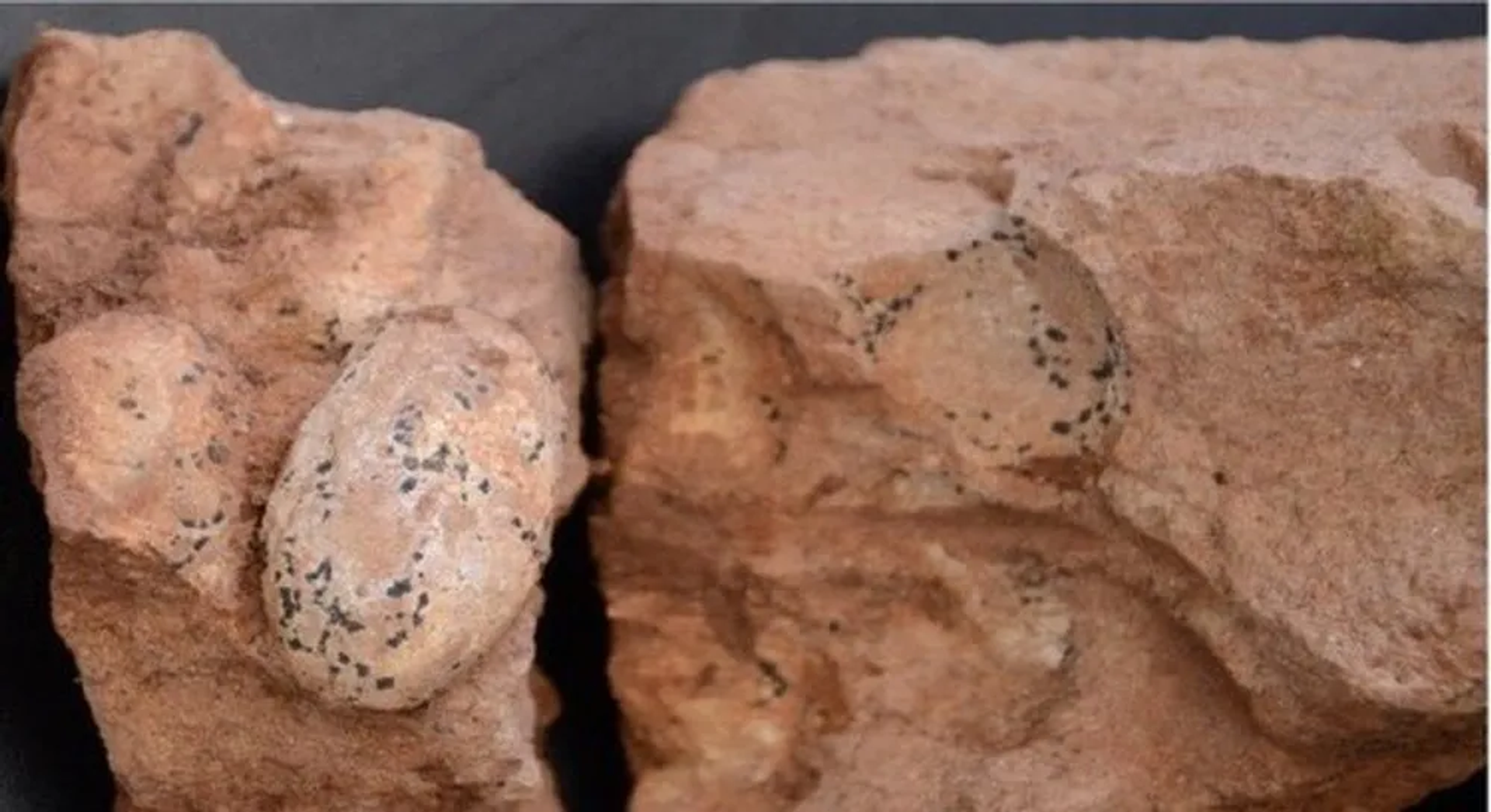 Ovos de dinossauro de 80 milhões de anos são encontrados em Minas Gerais - Sputnik Brasil, 1920, 23.05.2023