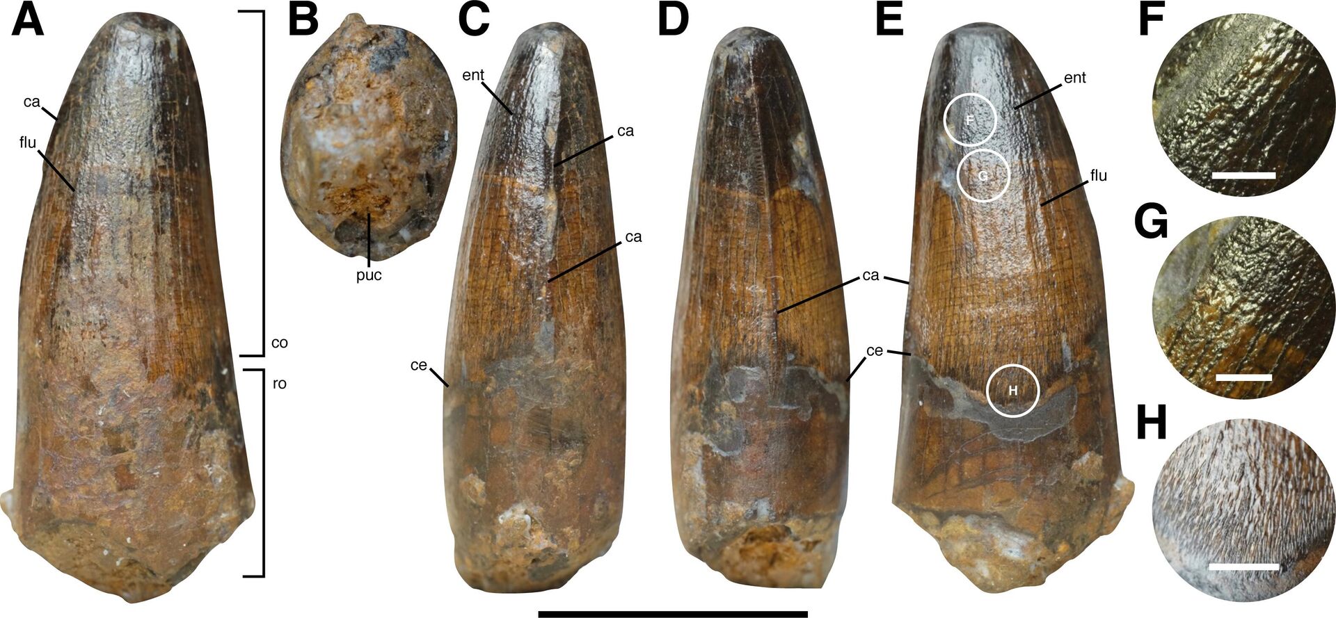 Especialistas da Universidade de Southampton descobriram evidências de diversas espécies de espinossauro no sul britânico há 100 milhões de anos - Sputnik Brasil, 1920, 07.06.2023